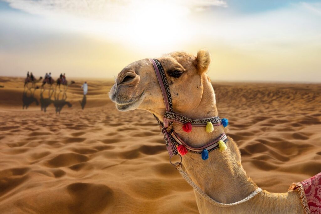 Camello en Egipto