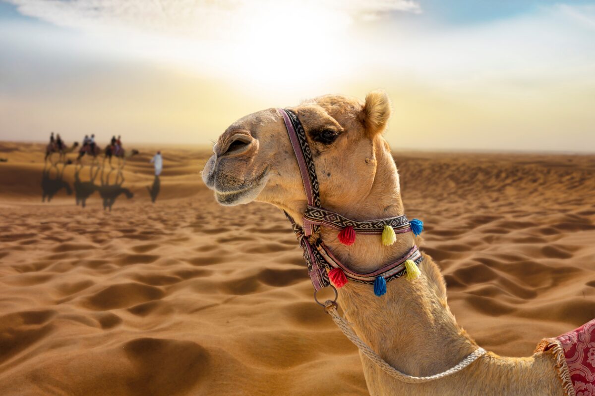 Camello en Egipto