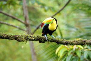 animales CostaRica_CA animales CostaRica_CA